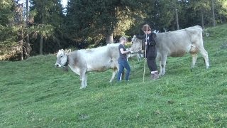 Arbeiten auf der Alm – Almhütten in Tirol Österreich 🐮 [upl. by Celin]