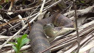 Nice looking Tiger Snake [upl. by Naashar964]