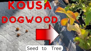 How to Grow Kousa Dogwood from Seed Start to Finish [upl. by Moberg238]