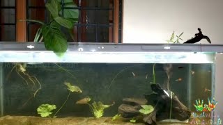 Natural Planted Aquarium Setup  Walstad Method  Father Fish Style [upl. by Atnoed108]