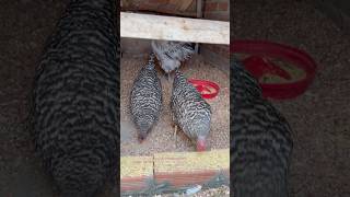 2 gallinas gemelas shortvideo gallinas crianza gallinascriollas [upl. by Atrahc]