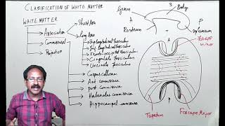 White matter of Cerebrum Part1Introduction to CNS Association fibers Commissural fibers [upl. by Randall]