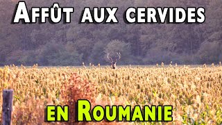 Affût aux cervidés en Roumanie [upl. by Ahseekan]