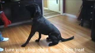 How to Stop Your Dog From Barking at The Door [upl. by Risteau]