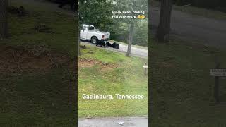 This what I woke up to in Gatlinburg Tennessee BlackBears Cabins gatlinburgtennessee animals [upl. by Arlin]