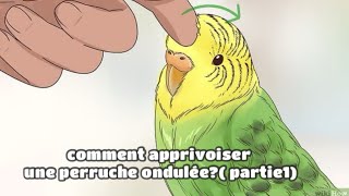 Comment apprivoiser une perruche ondulée [upl. by Ynabla]