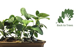 Ficus benghalensis Banyan fig Indian banyan 365 days timelapse  from seed to bonsai [upl. by Tades]