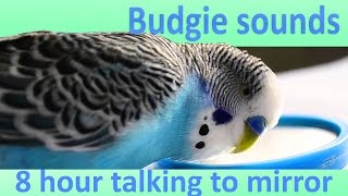 8 Hour Budgie talking with mirror Sounds [upl. by Studner]