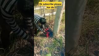 Extreme Tree Cutting Techniques [upl. by Ahsiekahs664]