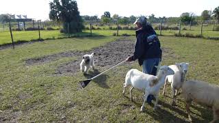 Butters wheaten terrier 10th Birthday sheep herding run 2 [upl. by Kelcey]