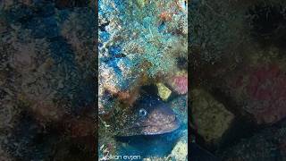 Deniz Canlılarını Tanıyalım  Müren Balığı  tüplüdalış scubadiving müren [upl. by Babara]