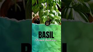 Fact about Basil Ocimum basilicum basil basilplant basilseeds [upl. by Hanser]