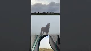 Feral horses of Ethiopia  የቁንዱዶ የዱር ፈረሶችethiopia kundudo harar travel hiking beautiful [upl. by Collar]