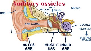 auditory ossicles  middle ear anatomy  ear anatomy waheedandkamranlectures1774 [upl. by Nelleh]