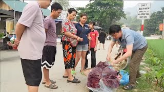 Man lives alone taking care of wild boars and selling pork Robert  Green forest life [upl. by Glinys]