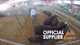 National Stockmanship clinician CURT PATE working cattle in the Cattle Flow Box [upl. by Eelirol]