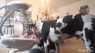 Great Dane refuse to let her mommy give a piece of fruit to her baby [upl. by Onailil]