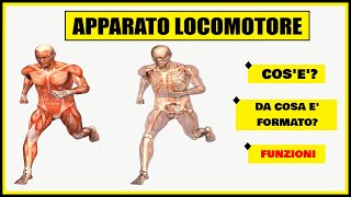 Corpo Umano  Apparato Locomotore Cosè e come funziona Da cosa è formato [upl. by Aihsinat]