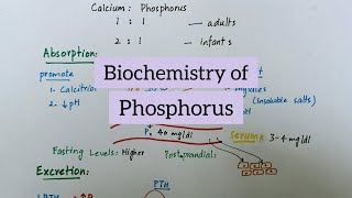 Phosphorus  Sources Functions Absorption Excretion  Biochemistry of Minerals [upl. by Diena247]