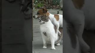 cat dog mating [upl. by Francisco63]