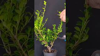 Shaping ilex crenata bonsai [upl. by Happy]