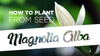 How to plant Magnolia Alba from seed 5 easy steps [upl. by Nylidnarb]