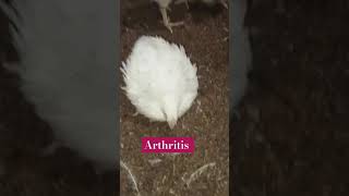 reovirus chicken chickenfarming birds poultary poultryfarming foryou poultryfood [upl. by Aihsyak]