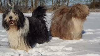 5 things you need to know about Bearded Collies [upl. by Nallac412]