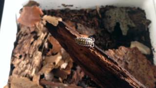 Porcellio haasi quotlight formquot  Spanish isopod [upl. by Becket]