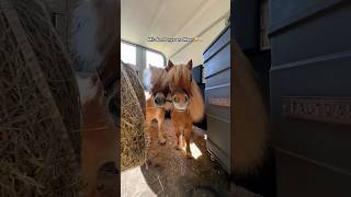 Wir fahren mit den Ponys ans Meer 😍🌊 horse equestrian pferd Vlog trend [upl. by Martie825]