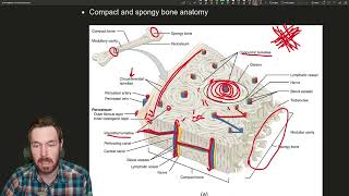 Unlocking the Secrets of Bone Anatomy An Intro to our Skeletal Framework [upl. by Ferna]