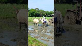 ploughing with bulls by farmer  bull ploughing the field cow ploughing the field ox ploughing field [upl. by Chandless]