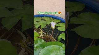 Water lily blooming live capture💮waterlily aquaticplants plants ytshorts shorts gardening [upl. by Beau597]