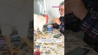 Save the chick🐤 shortvideo animalshorts 1million pets chicken chicks humanity [upl. by Alboran388]