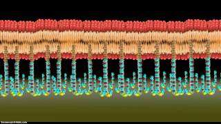 Introduction to Tethered Bilayer Lipid Membranes tBLMs [upl. by Kronick512]