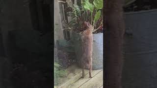 Rascally rabbit Juvenile hare enjoys my Swiss chard 😂 [upl. by Nanaj605]