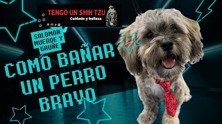 CÓMO BAÑAR UN PERRO BRAVO QUE MUERDE Y GRUÑE [upl. by Dietrich441]