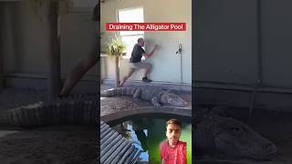 Crocodile 🐊 Drainage The Pool 🤯🤯shorts​ [upl. by Safir]