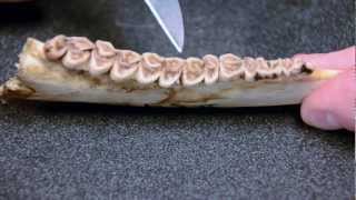 Whitetailed Deer Jawbone Aging Part 2  Tooth Wear [upl. by Nalda17]