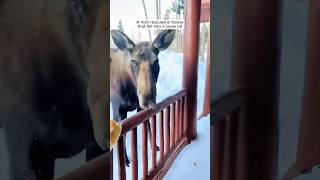 A man rescued a moose that fell into a snow pit 😘 [upl. by Akimahs]