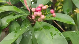 MEDICINAL PLANTS ARDISIA SQUAMULOSASHOE BUTTON HEALTH BENEFITS  TAGPO PLANTS [upl. by Ranna]