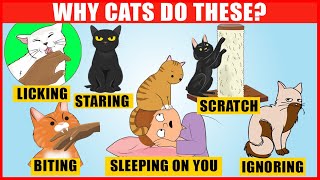 The Meaning Behind 14 Strangest Cat Behaviors  JawDropping Facts about Cats [upl. by Eednil436]