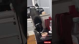 I wanna get high dad…viralvideo cat animals catvideos kitten explore catlover [upl. by Iblehs]