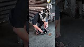 Cow man eating food 🤣🤣 crazycow animals cow funny comedy shortsvideo cowman [upl. by Natanhoj]