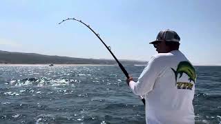 Rooster fishing in Cabo San Lucas with tagcabosportfishing July 2024 [upl. by Opportina117]