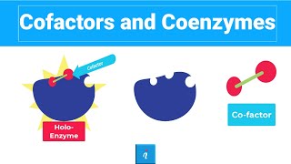 Cofactors and Coenzymes Holoenzyme Apoenzyme and MORE [upl. by Gan]