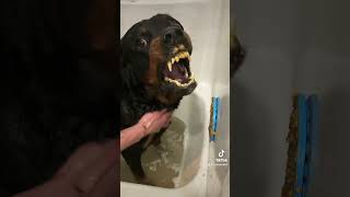 This snarling Rottweiler isn’t angry but attacks [upl. by Akemed]