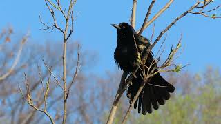 Common Grackle Call [upl. by Lerej]