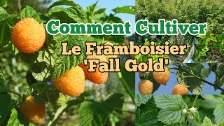 Comment Cultiver Le Framboisier Fall Gold Remontant [upl. by Enneles]