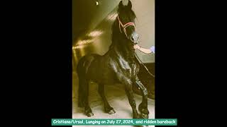 CristianoUrsul Friesian Horses for sale httpswwwblacksterlingfriesianscom 4152722112 [upl. by Yoshiko832]